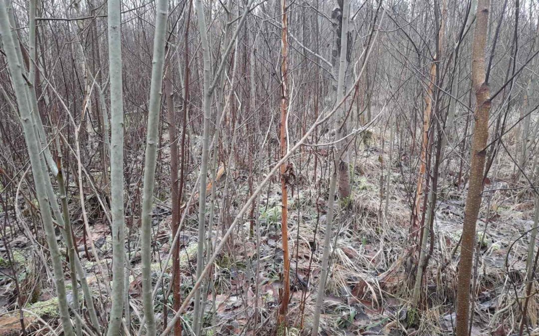 Работник леса