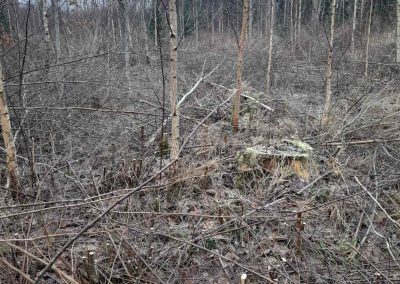 Работник леса